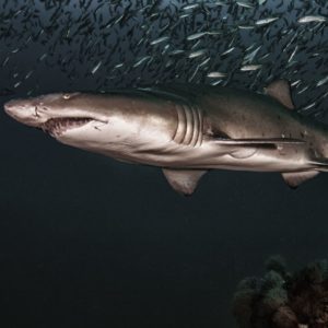 Sand Tiger Shark Underwater Photography